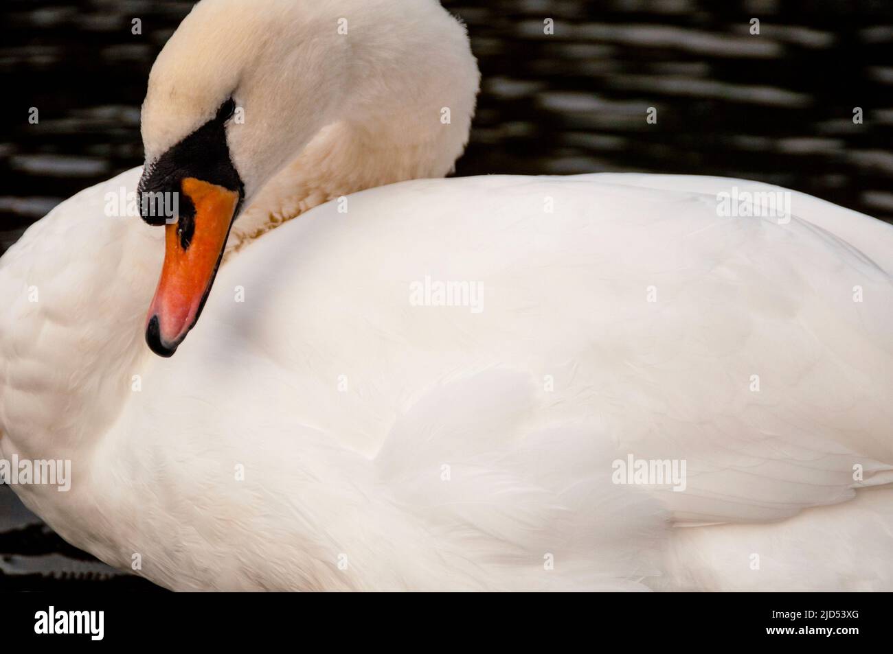 Swan a St Stephens Green a Dublino, Irlanda. Foto Stock