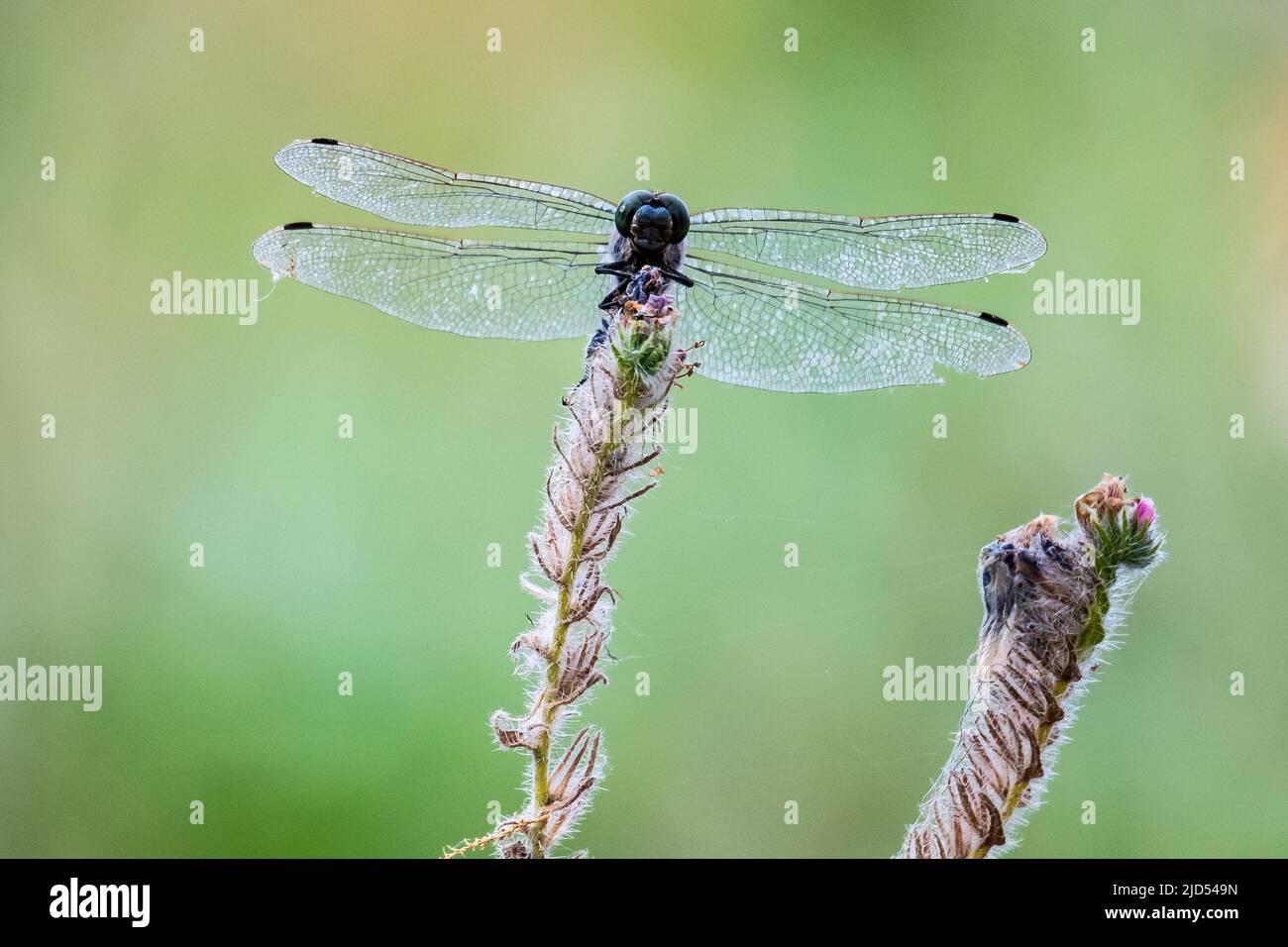 Una libellula è vista appollaiata su una pianta che mostra i suoi occhi composti e le ali trasparenti durante una calda giornata di primavera Foto Stock