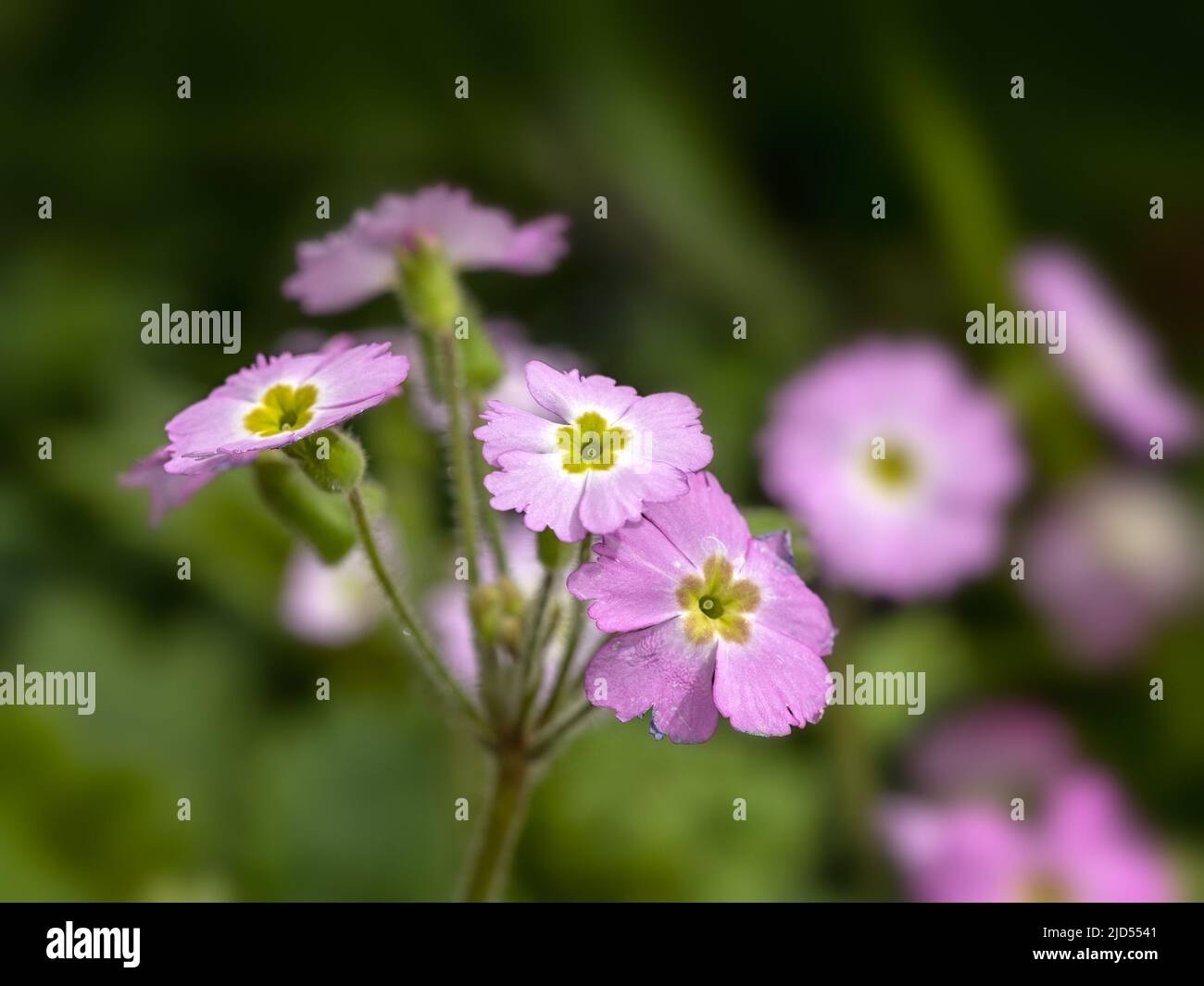 Primo piano di fiori di Primula 'Ooh la pastello Pink' in un giardino in estate Foto Stock