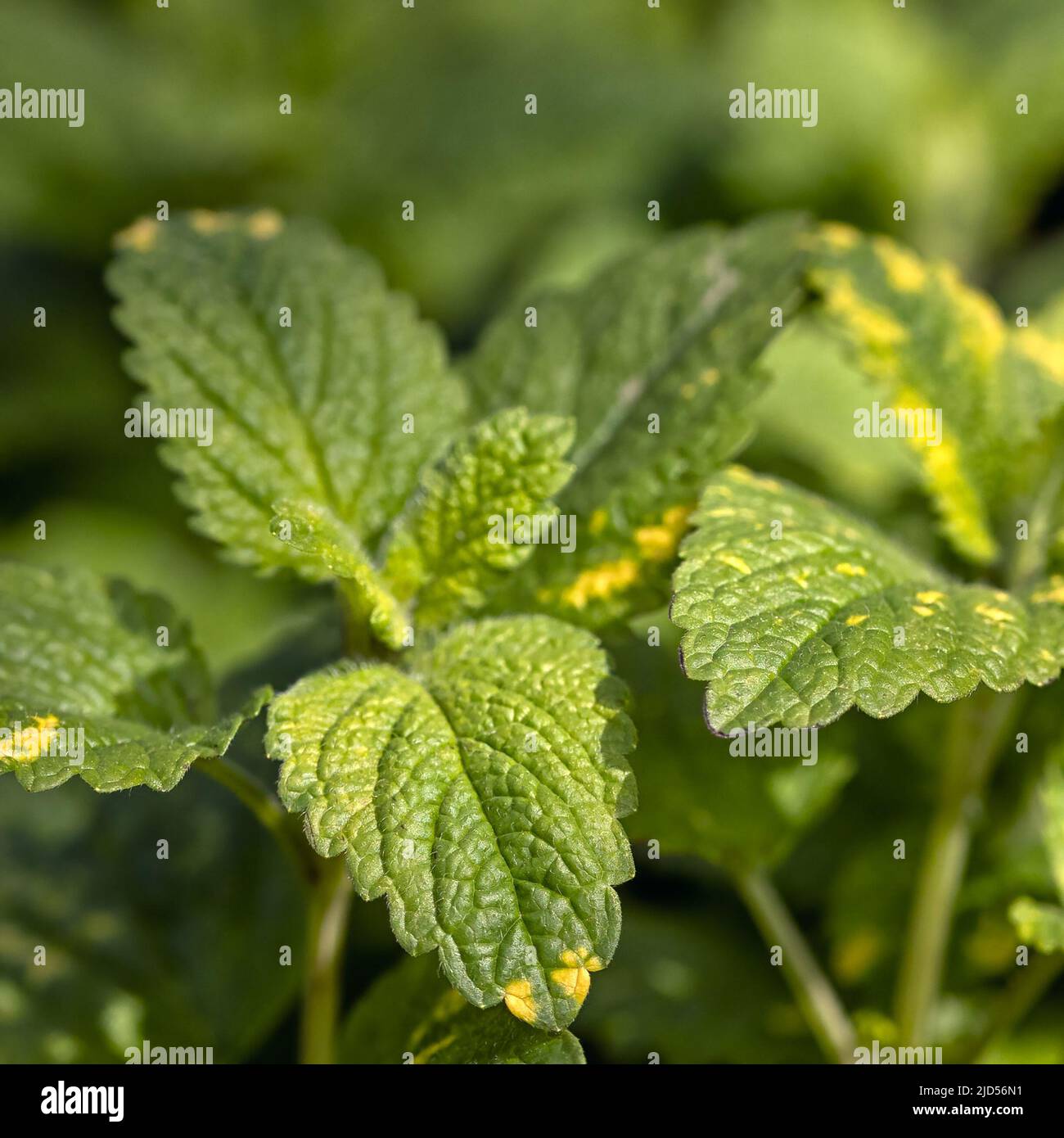 Primo piano di foglie di erbe variegate Limone Balm (Melissa officinalis 'Aurea') Foto Stock