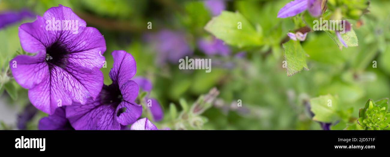 Petunias rosa, fiori delicati in un letto di fiori. Coltivazione di fiori. Profondità di campo ridotta, focalizzazione sui petali a sinistra. Widescreen, spazio per il testo Foto Stock