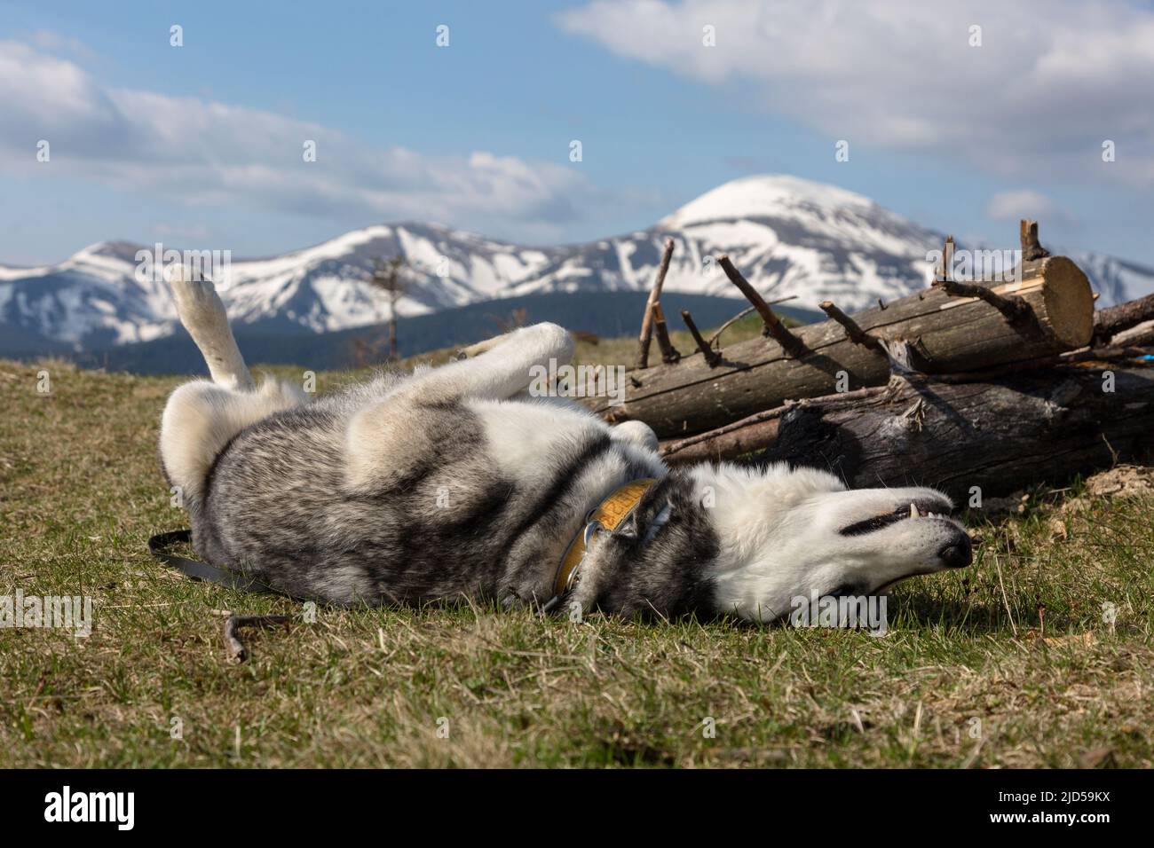 Felice posa cane Husky siberiano godendo il sole di fronte alle cime innevate, i Carpazi montagne, Ucraina Foto Stock