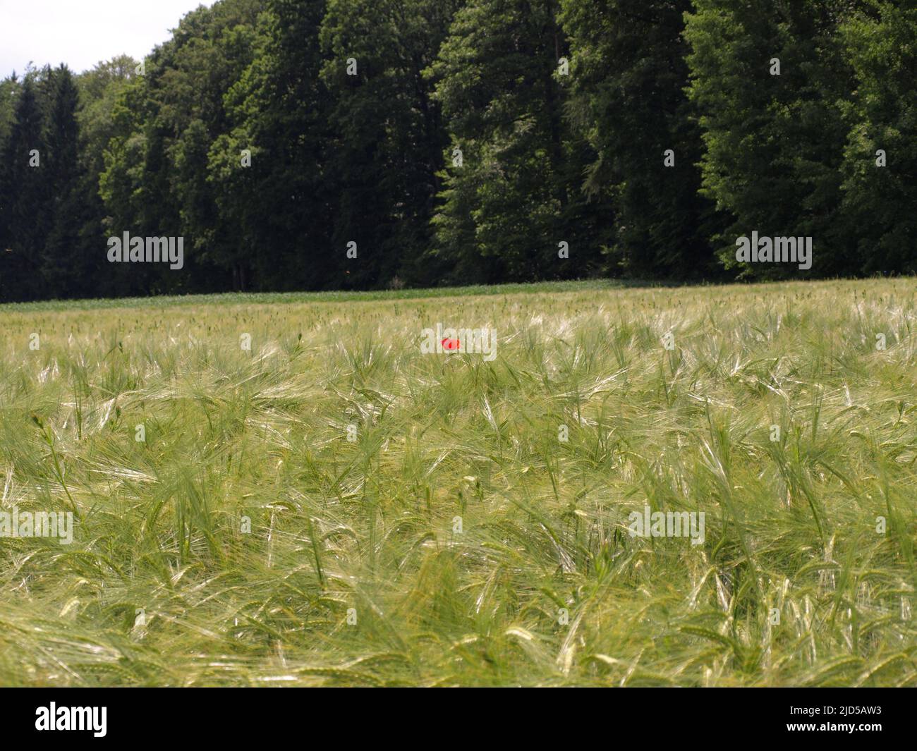 Quella una cosa. Un campo di grani non maturi e un fiore di papavero rosso selvatico nel mezzo del campo. Foto Stock
