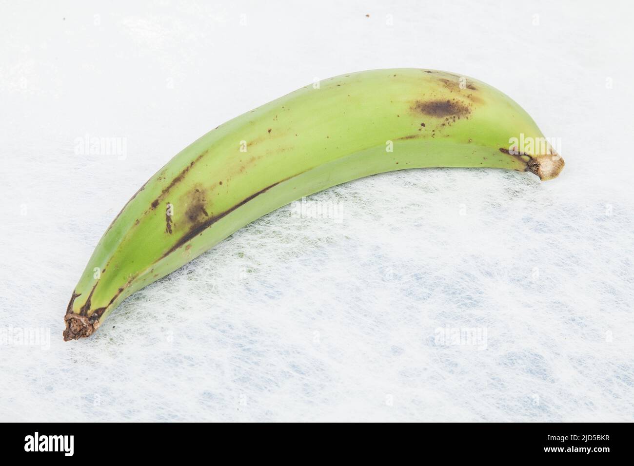 Green Plantain - Superfood; foto su sfondo neutro. Foto Stock