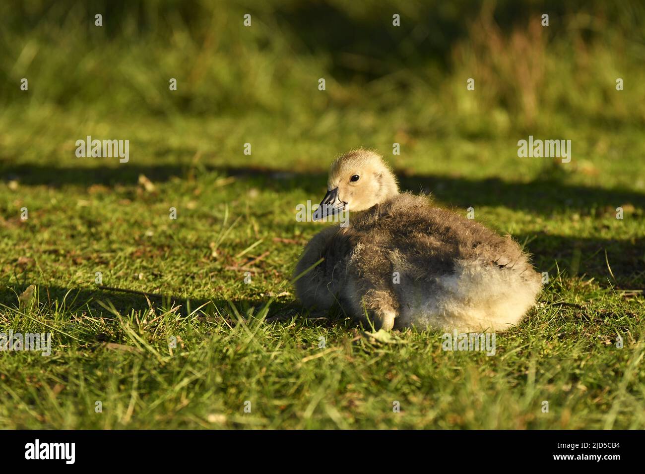 Canadensis (Branta canadensis) gosling che riposa sull'erba a Richmond Park Surrey Inghilterra Regno Unito. Foto Stock