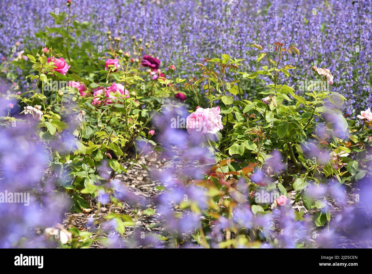 Letti di lavanda e fiori di rosa a Richmond Terrace Gardens London UK. Foto Stock