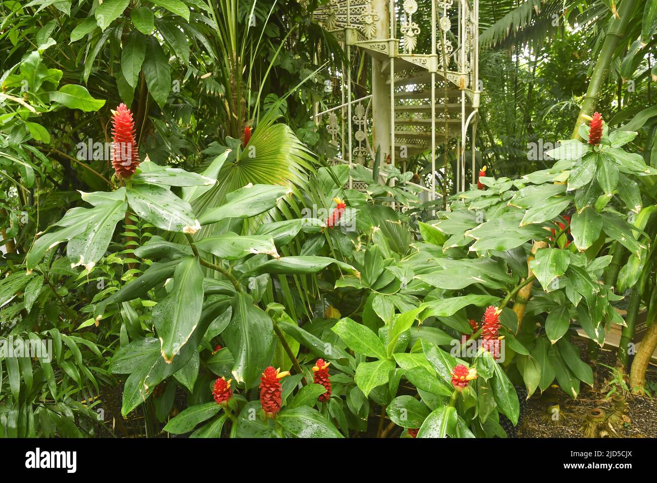 Giardino di piante tropicali all'interno della casa Tempperate, Royal Botanic Gardens a Kew London UK. Foto Stock