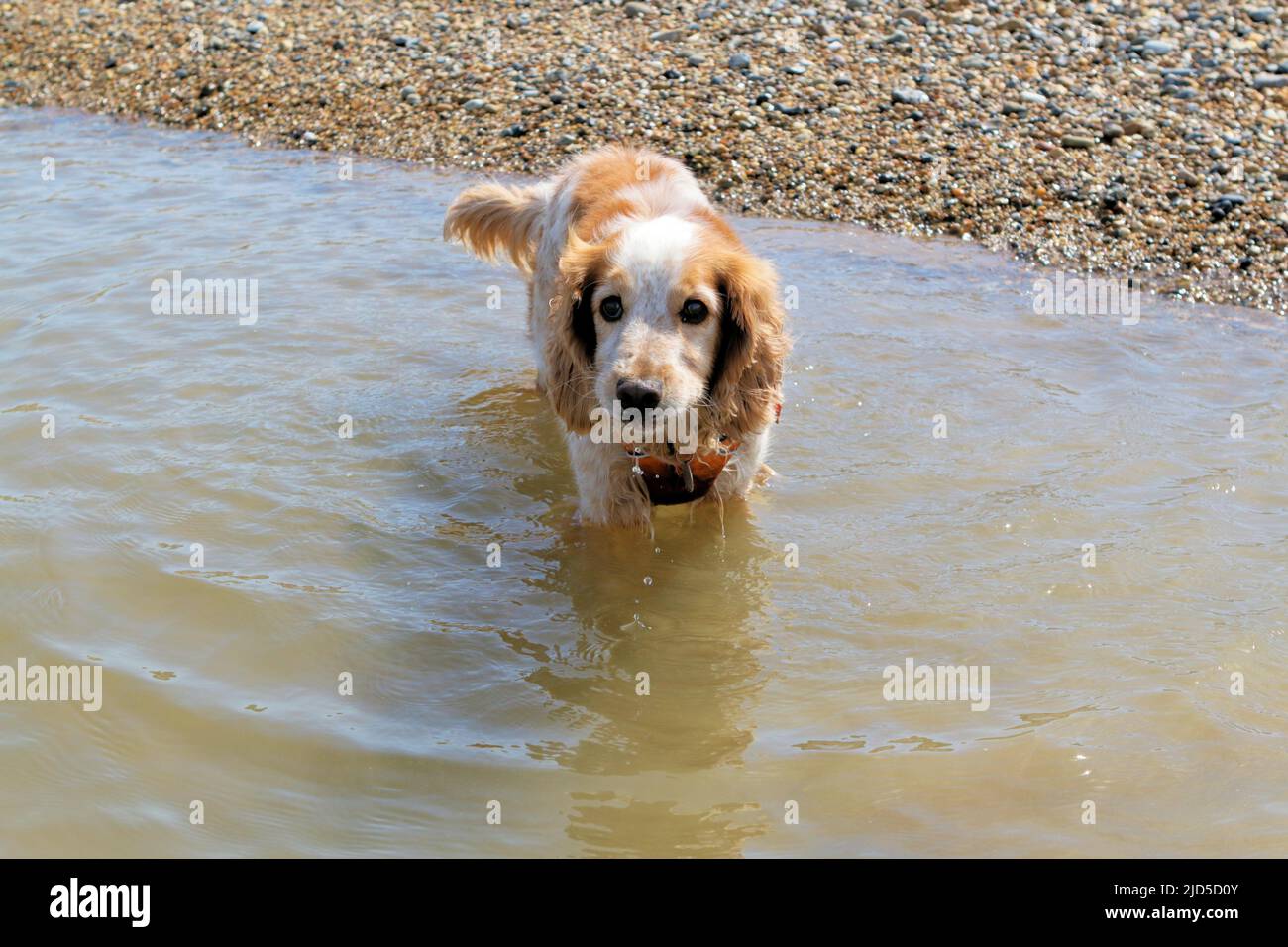 Giallo e bianco che lavora cocker spaniel in mare Foto Stock