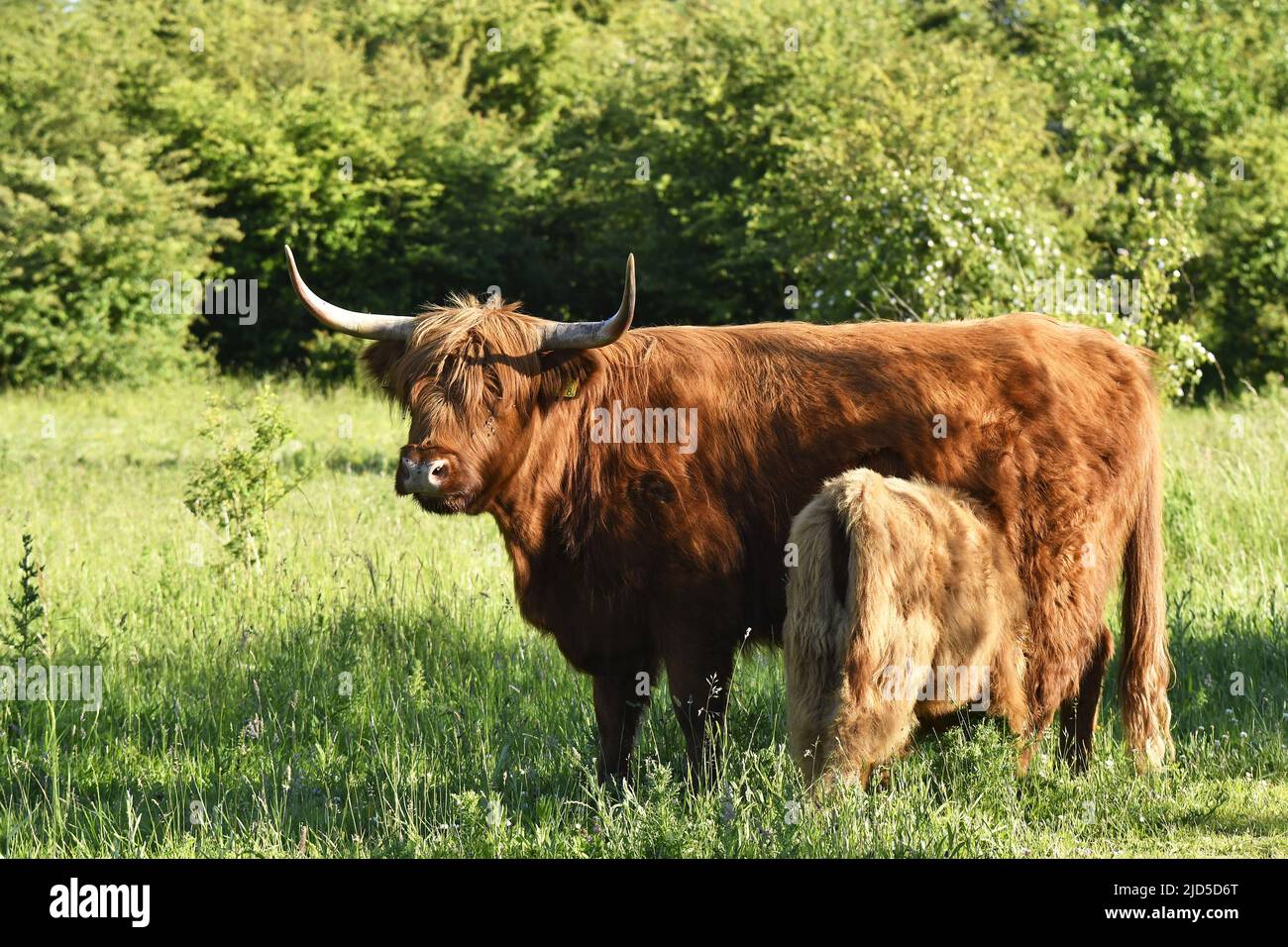 Bestiame delle Highland (Bos taurus taurus) mucca che nutrono il vitello nel parco di Shinkelbos vicino Amsterdam Paesi Bassi. Foto Stock
