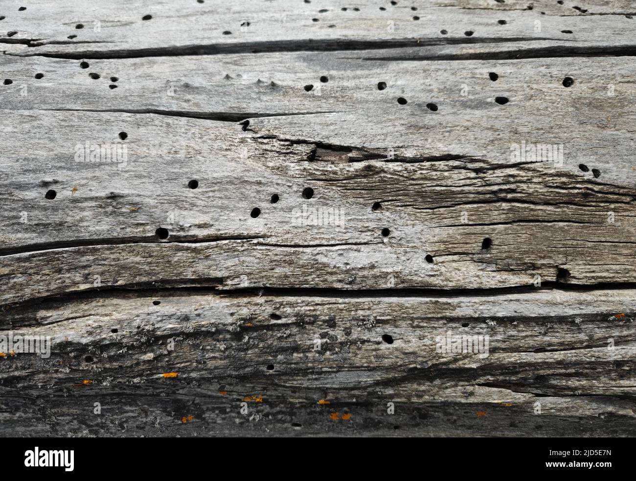 bella vecchia pineta deriva legno texture primo piano con fori Foto Stock