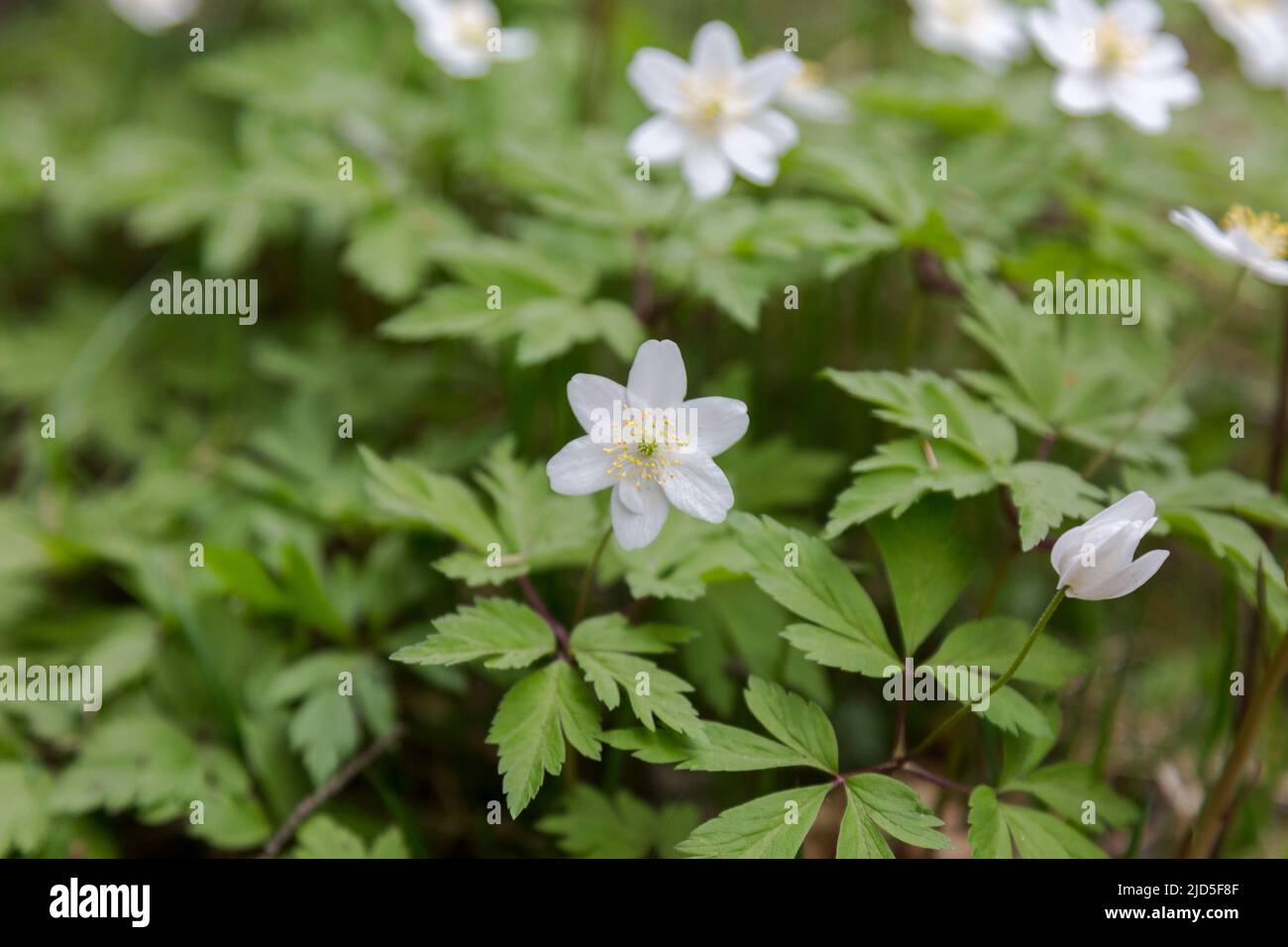Un legno fiorito Anemone. Le foglie basali composte sono Palmate o ternate Foto Stock