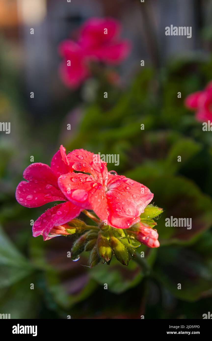 Geranio (cranesbils) pianta in fiore con gocce di pioggia su petali e fondo soft fuoco giardino Foto Stock