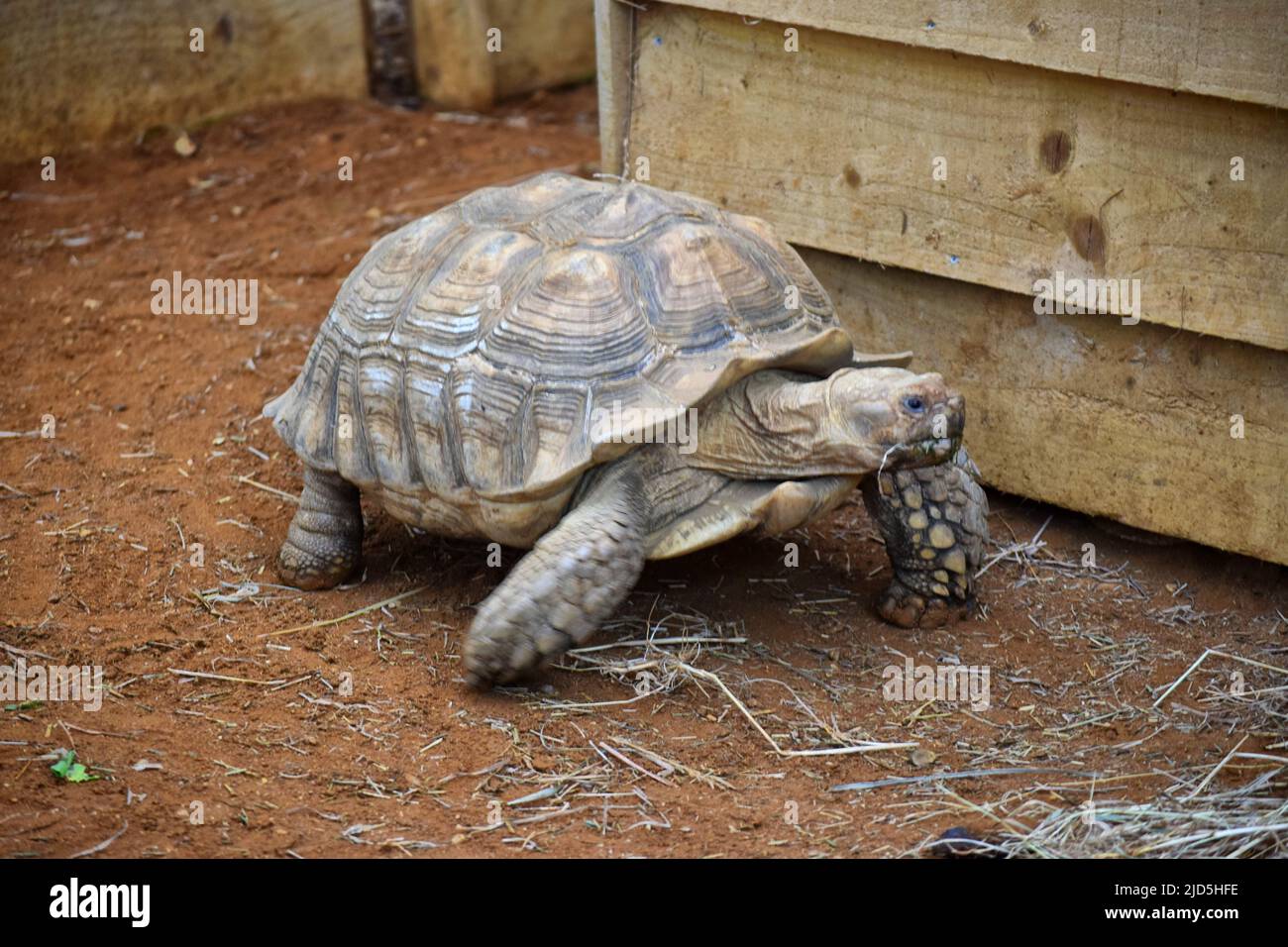 African spronato tartaruga Foto Stock