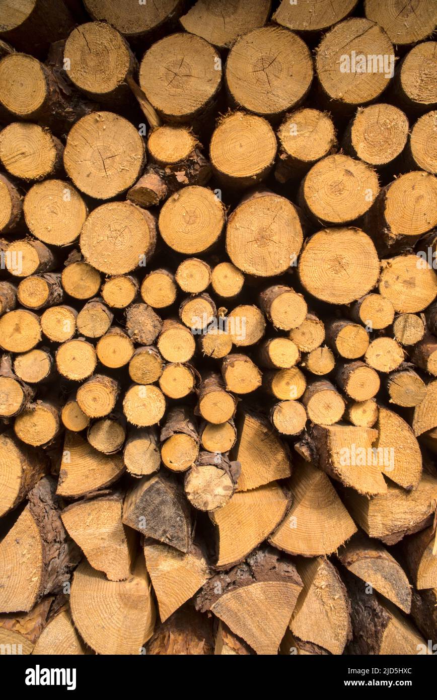 Sfondo con pezzi impilati di legno. Tronchi gialli dominanti secchi, combustibile naturale per riscaldamento, legna da ardere. Pezzi di pino e abete da bruciare. Foto Stock