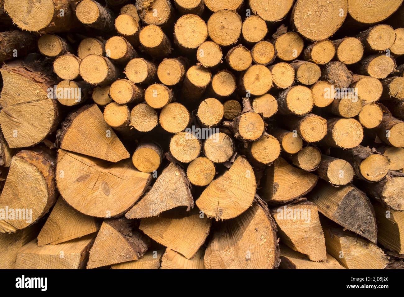 Sfondo con pezzi impilati di legno. Tronchi gialli dominanti secchi, combustibile naturale per riscaldamento, legna da ardere. Pezzi di pino e abete da bruciare. Foto Stock