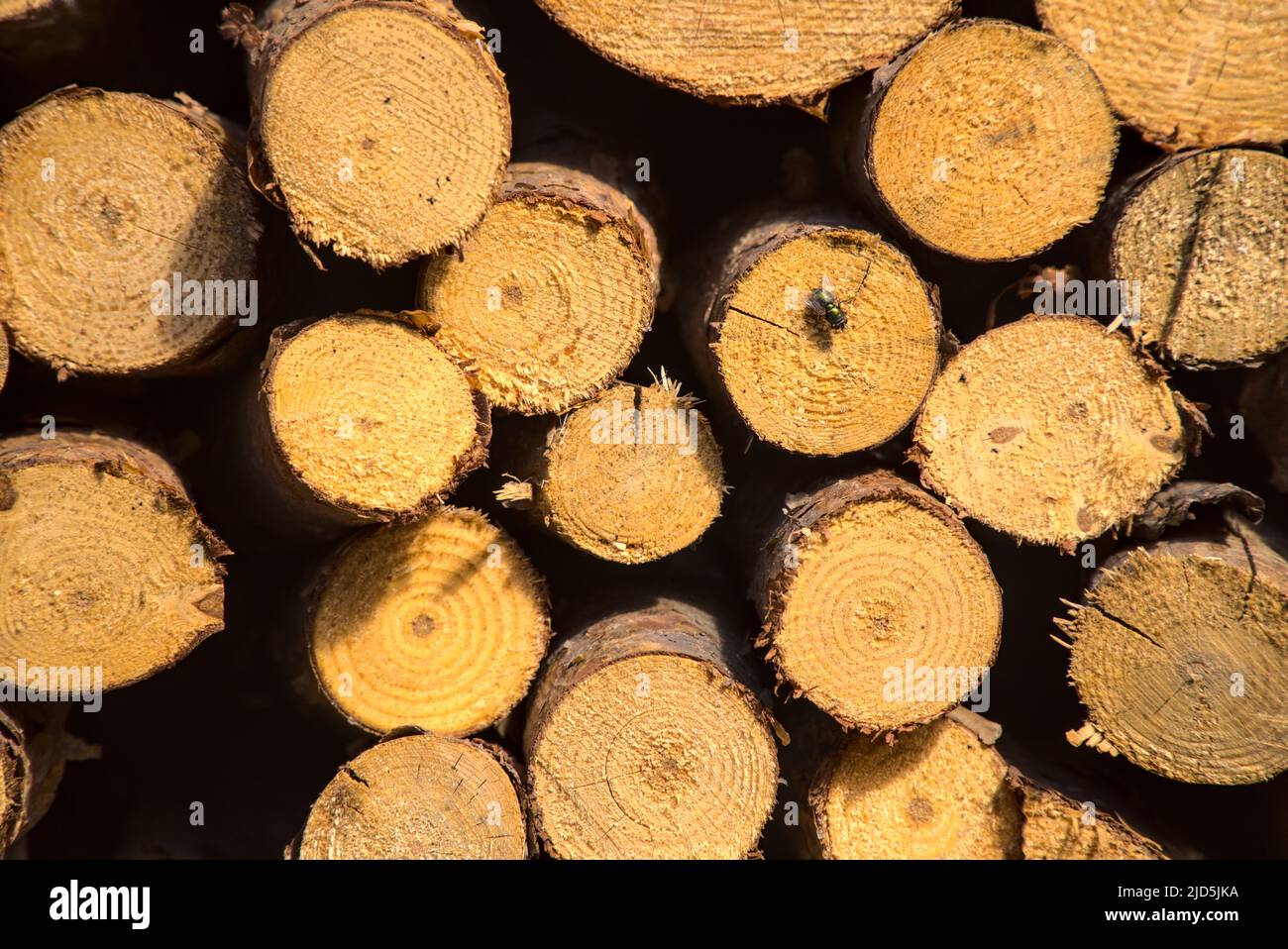 Sfondo con pezzi impilati di legno. Tronchi gialli dominanti secchi, combustibile naturale per riscaldamento, legna da ardere. Pezzi di pino e abete da bruciare. Foto Stock