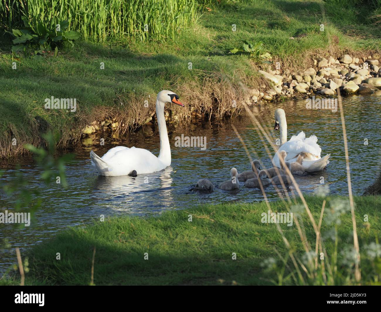 Sette, due settimane, Cygnus olor cignets, con la loro madre, mentre il padre tiene uno sguardo fuori. Una serata soleggiato sulla riva del fiume. Foto Stock