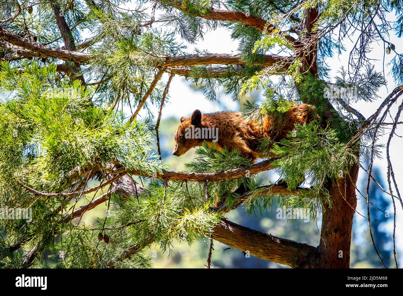 Orso bruno nel Parco Nazionale di Sequoia Foto Stock