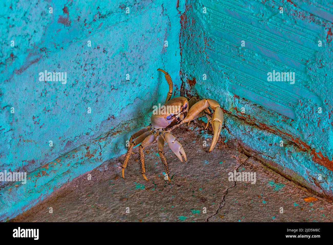 Granchio corniato nella zona paludosa vicino a Cienfuegos, Cuba Foto Stock