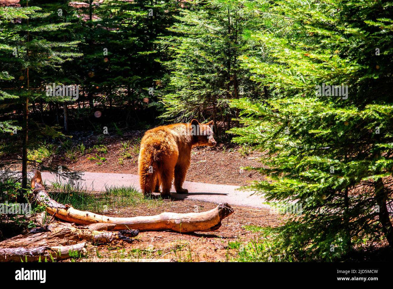 Orso bruno nel Parco Nazionale di Sequoia Foto Stock