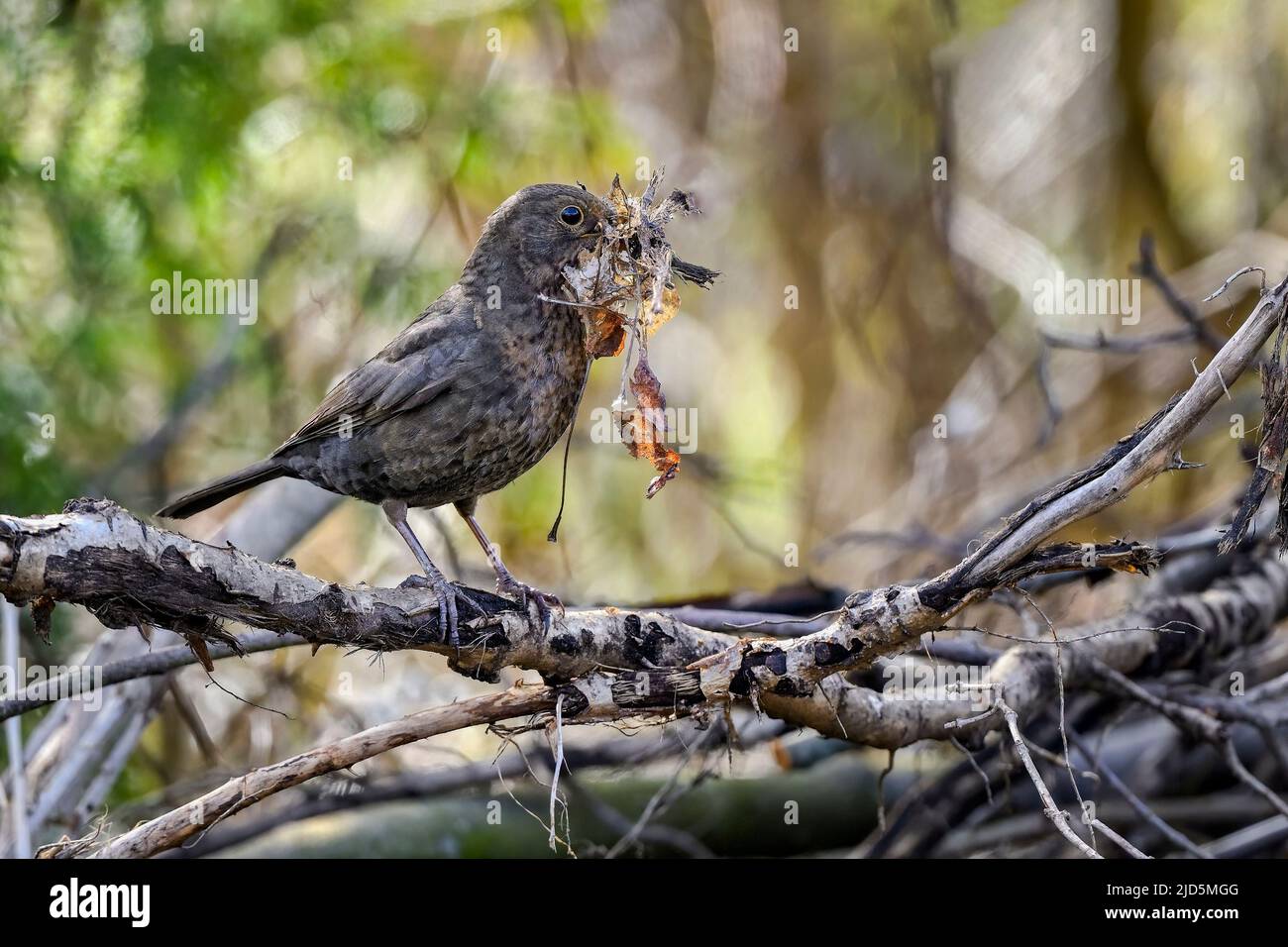 Blackbird sta raccogliendo i materiali di costruzione del nido. Foto Stock