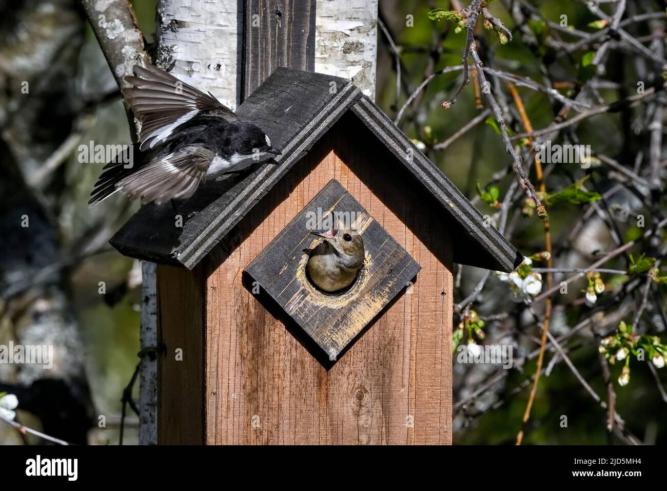 Unione pied flycatcher Foto Stock