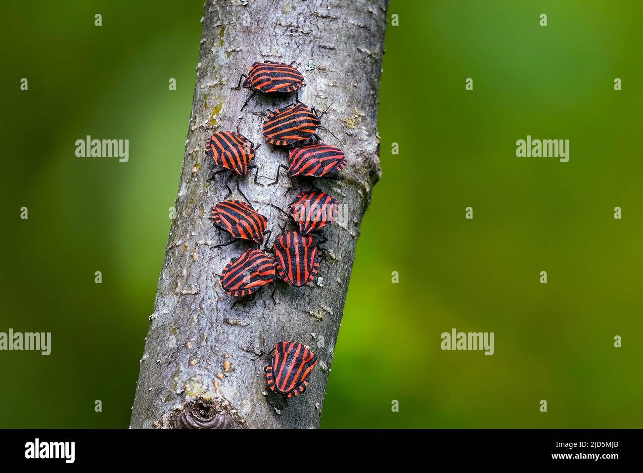 I bug striped si aggregano Foto Stock