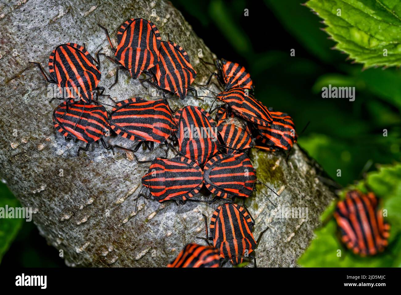 I bug striped si aggregano Foto Stock