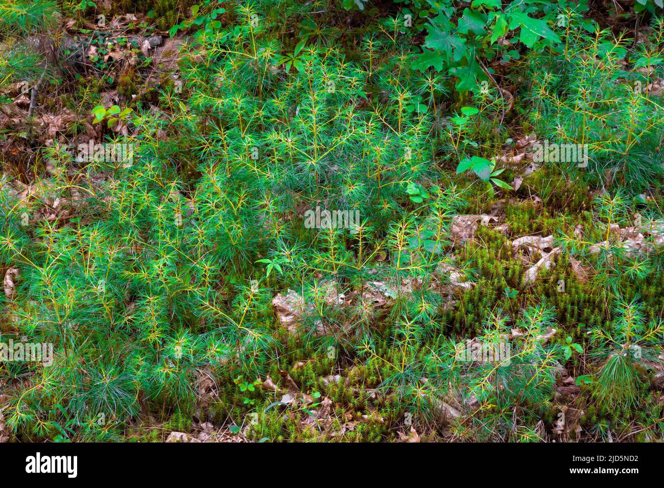 Easteren pino bianco semina auto-semina lungo una strada forestale in Pennsylvania Pocono Mountains. Foto Stock