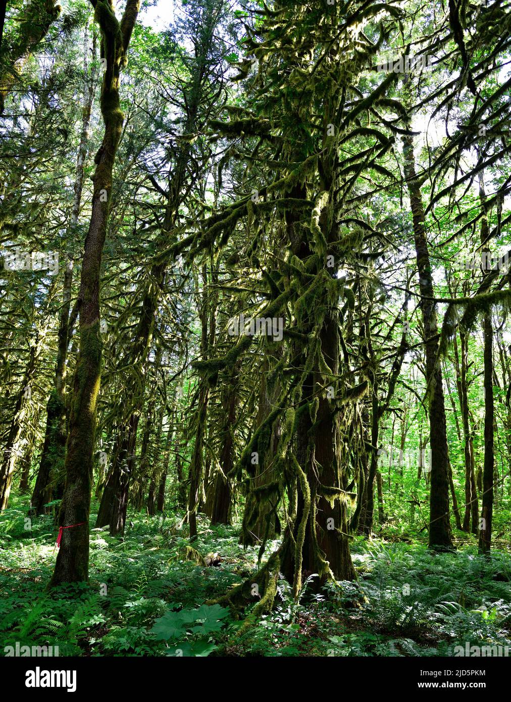 Vista mistica della foresta pluviale, Alice Lake Provincial Park, Squamish, North of Vancouver, British Columbia, Canada. Foto Stock