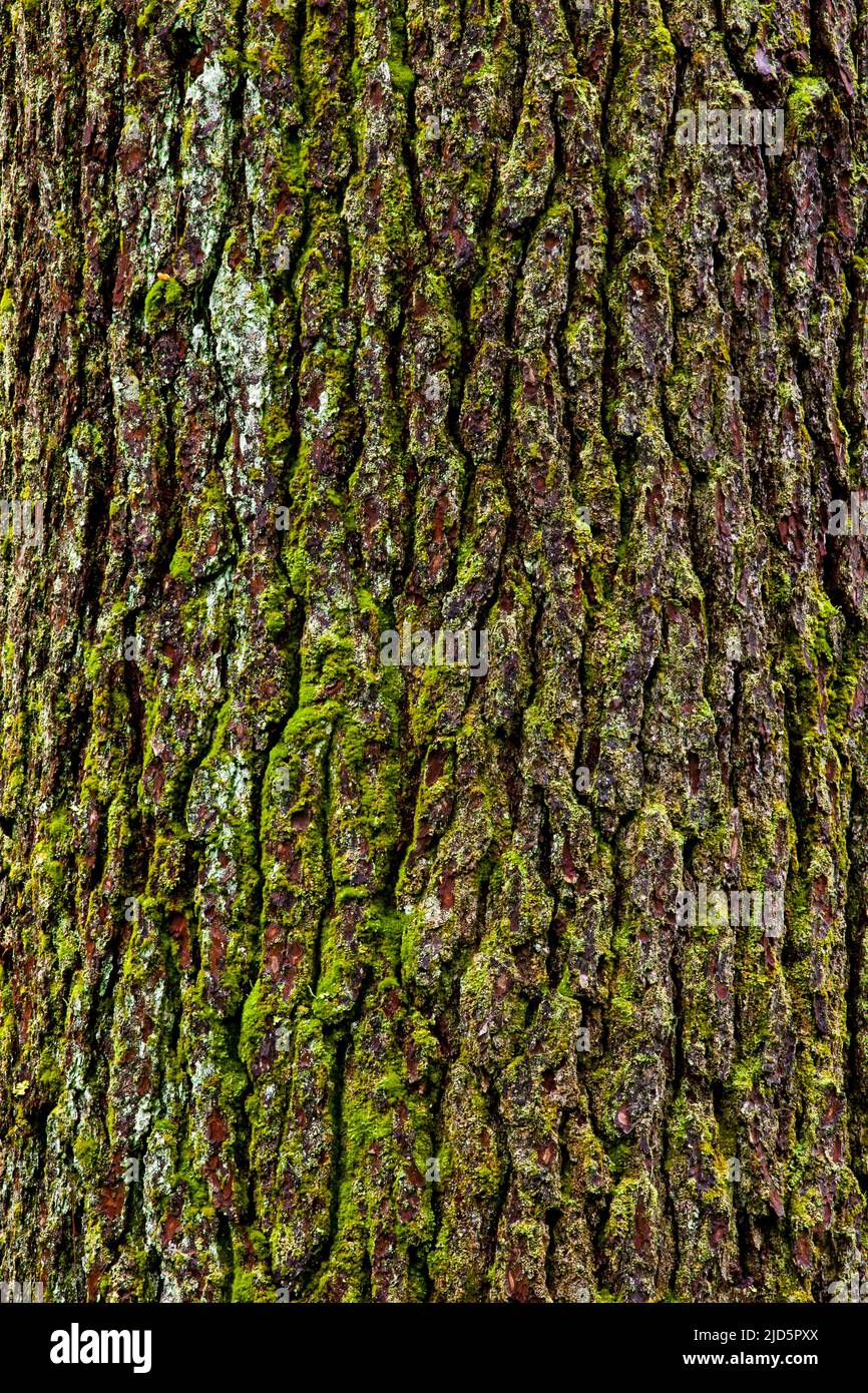 Corteccia di pino bianco orientale matura coperta con vari licheni e muschio nelle montagne di Pocono della Pennsylvania. Foto Stock