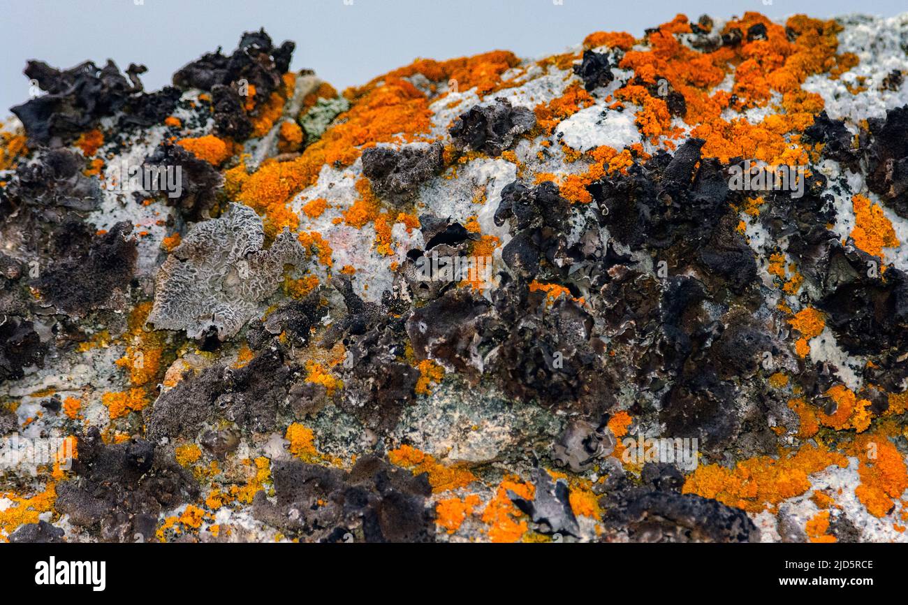 Elegante lichen Sunburst (Rusavskia elegans, SYN.: Xantoria elegans) e altri licheni di Norsköya, Western Spitsbergen, Svalbard, Norvegia. Foto Stock