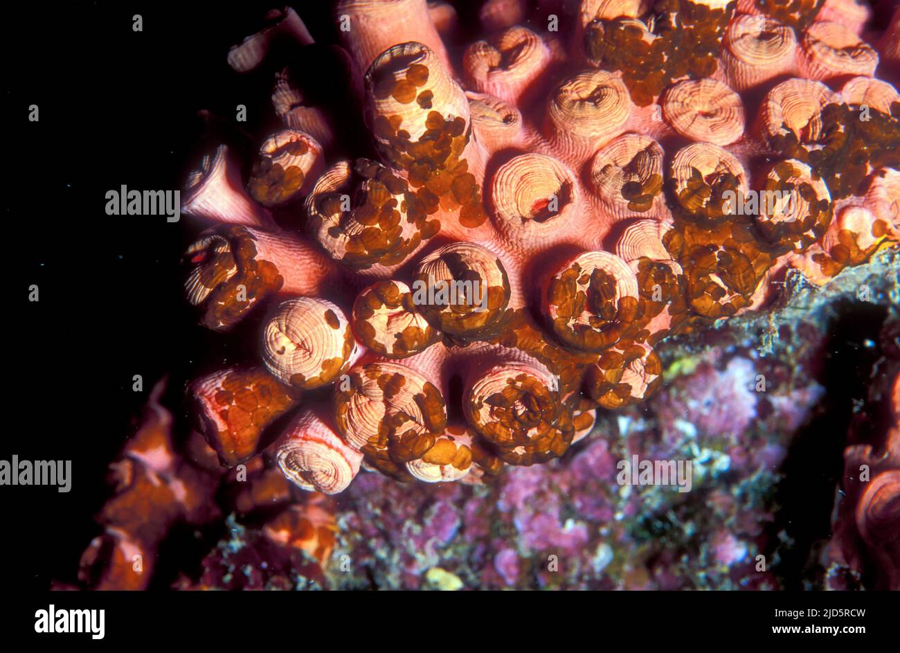 Acoel, platworm commensali del genere Wamaa che vive sulla pietra corallo Tubastraea sp. Foto da una barriera corallina in Indonesia. Foto Stock