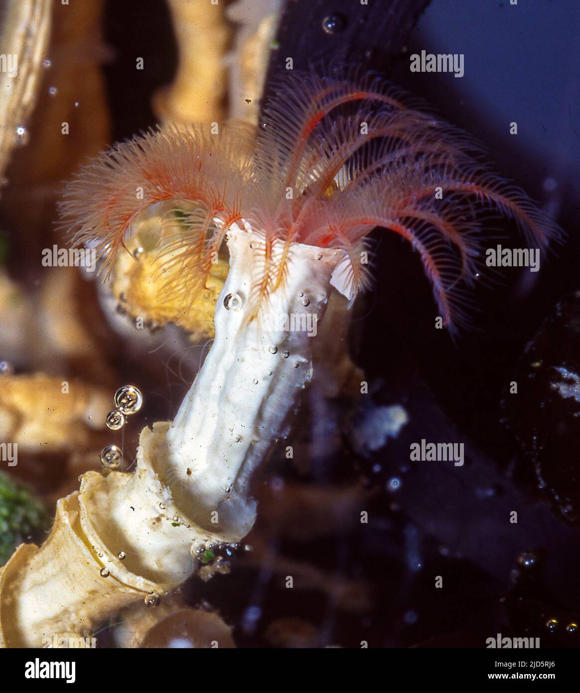 Verme calcaree appartenenti al complesso Vermilliopsis infundibula/glandigera. Foto acquariumphoto. Foto Stock