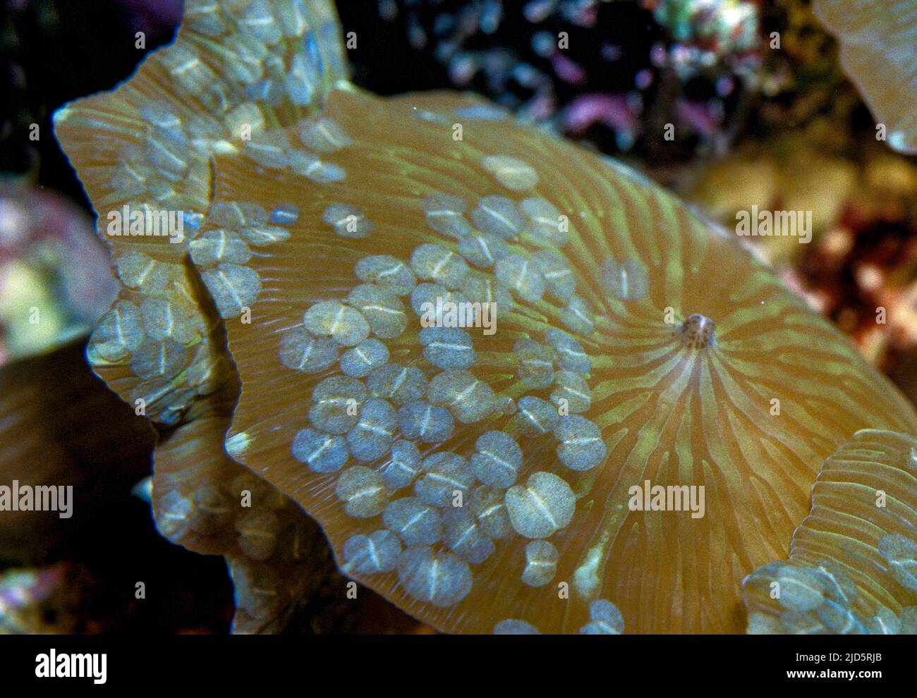 Acoel, platworm commensali del genere Waminaa che vive su un anemone del disco (Discosoma sp.). Foto Stock