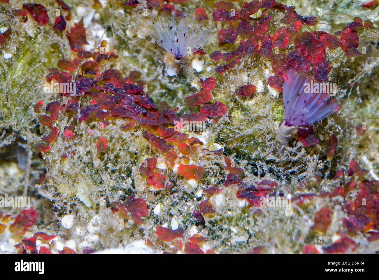 Commensale Acoel flatworm, Convolutrilobia retrogemma, su roccia di scogliera in un acquario. Foto Stock