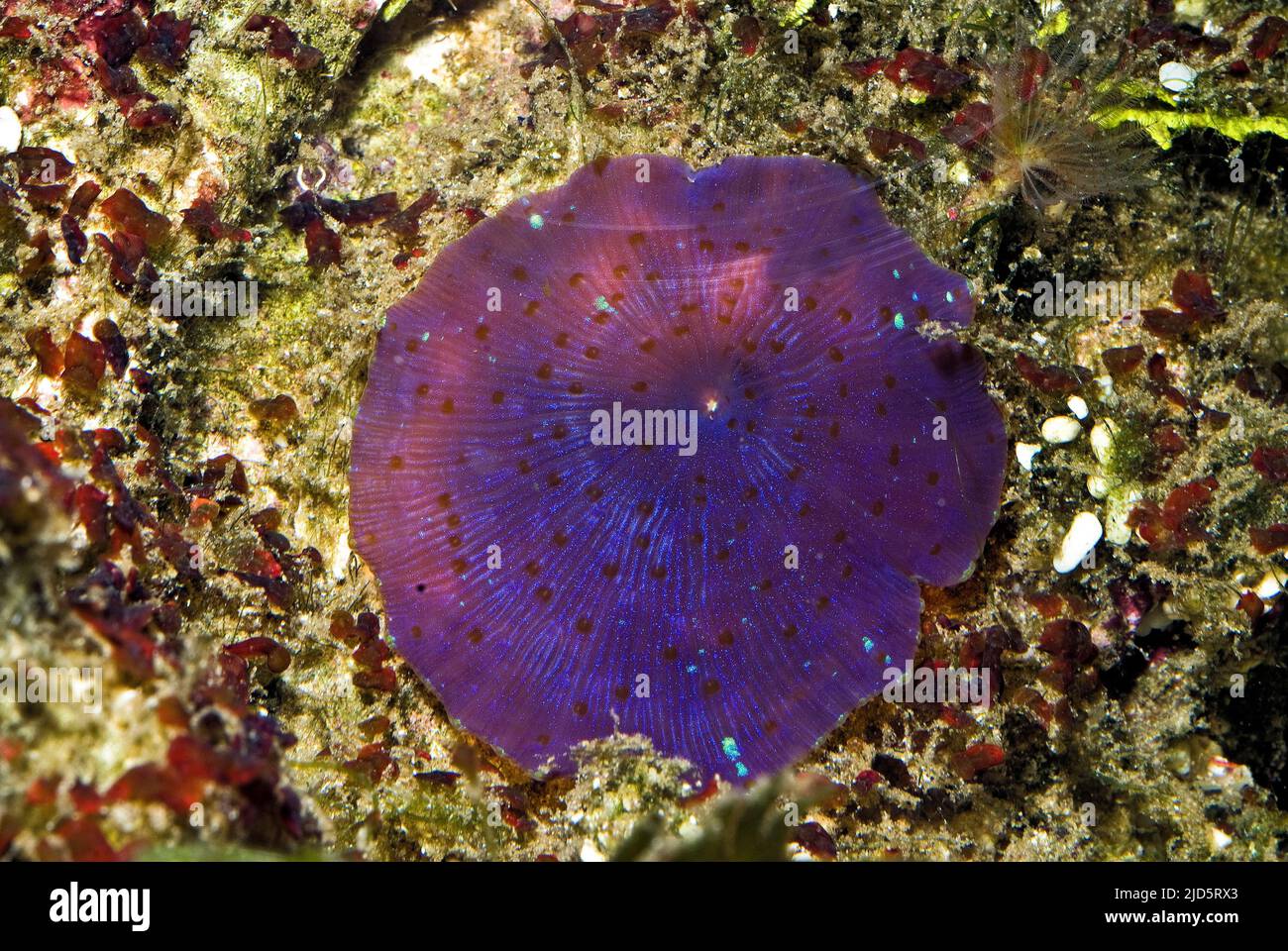 Acoel, platworm commensali del genere Waminaa che vive su un anemone del disco (Discosoma sp.). Foto Stock