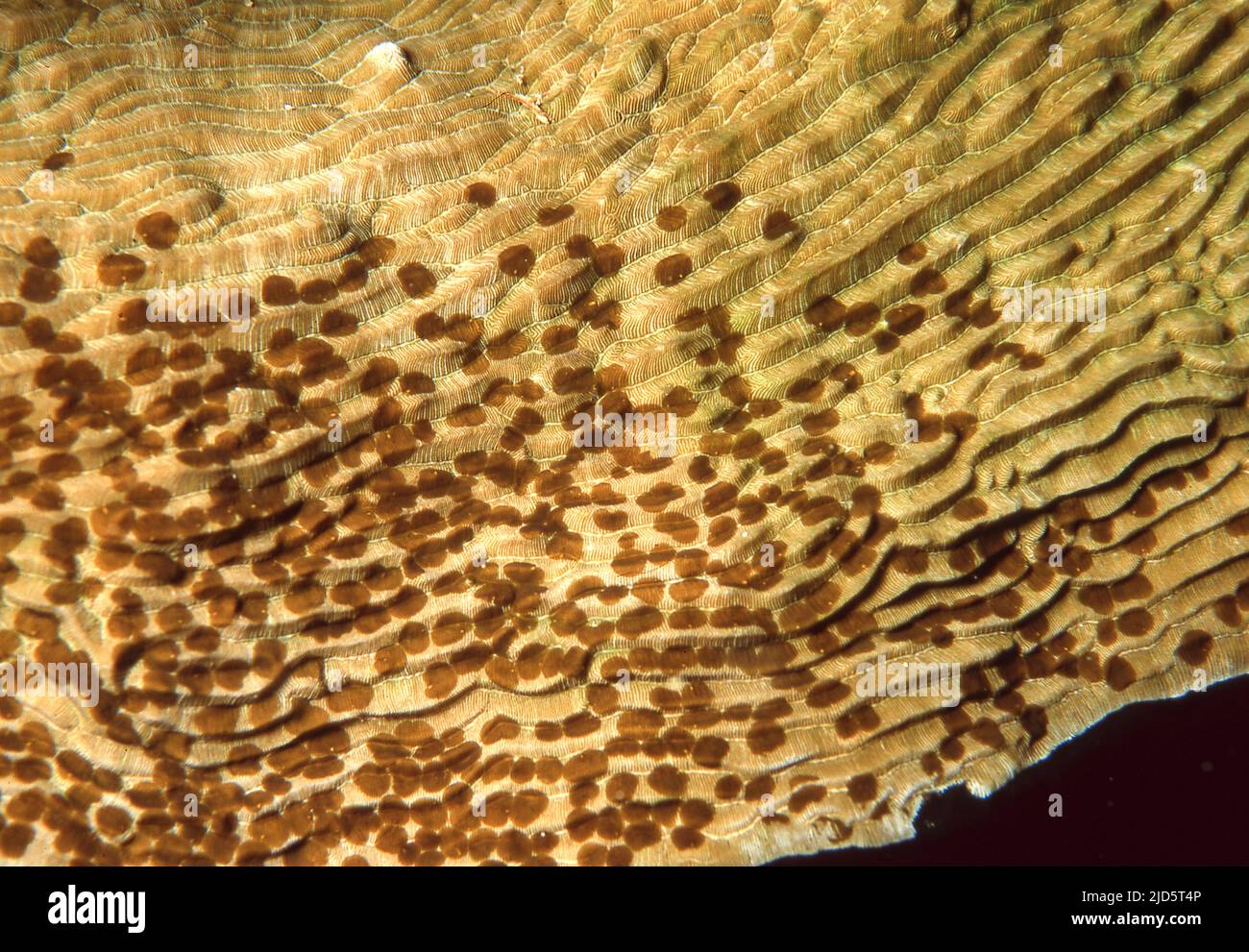 Acoel, platworm commensali del genere Wamaa che vive sulla pietra corallo Tubastraea sp. Foto da una barriera corallina in Indonesia. Foto Stock