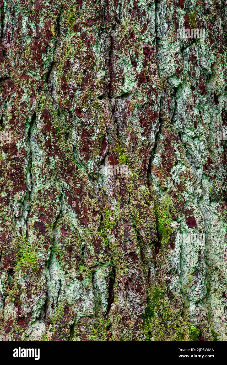 Corteccia di pino bianco orientale matura coperta con vari licheni e muschio nelle montagne di Pocono della Pennsylvania. Foto Stock