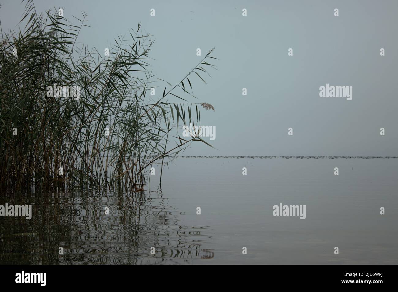 Canne e la sua riflessione. Vista lago in autunno. C'è un'area di scrittura. Foto Stock