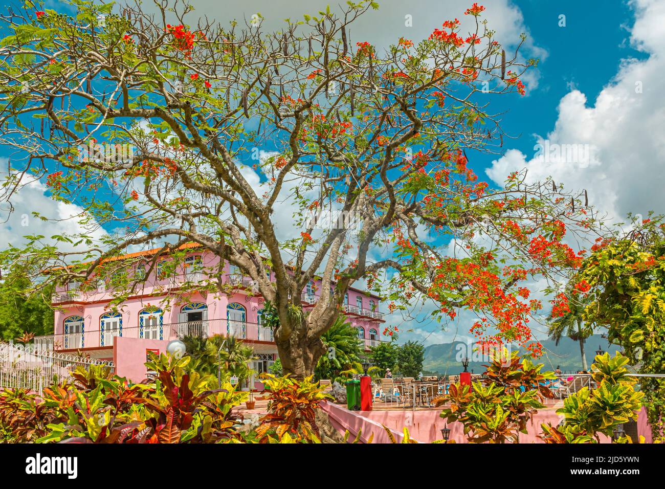 Un albero fiammeggiante di fronte all'iconico Hotel Horizontes Los Jazmines rosa a Viñales, Cuba Foto Stock