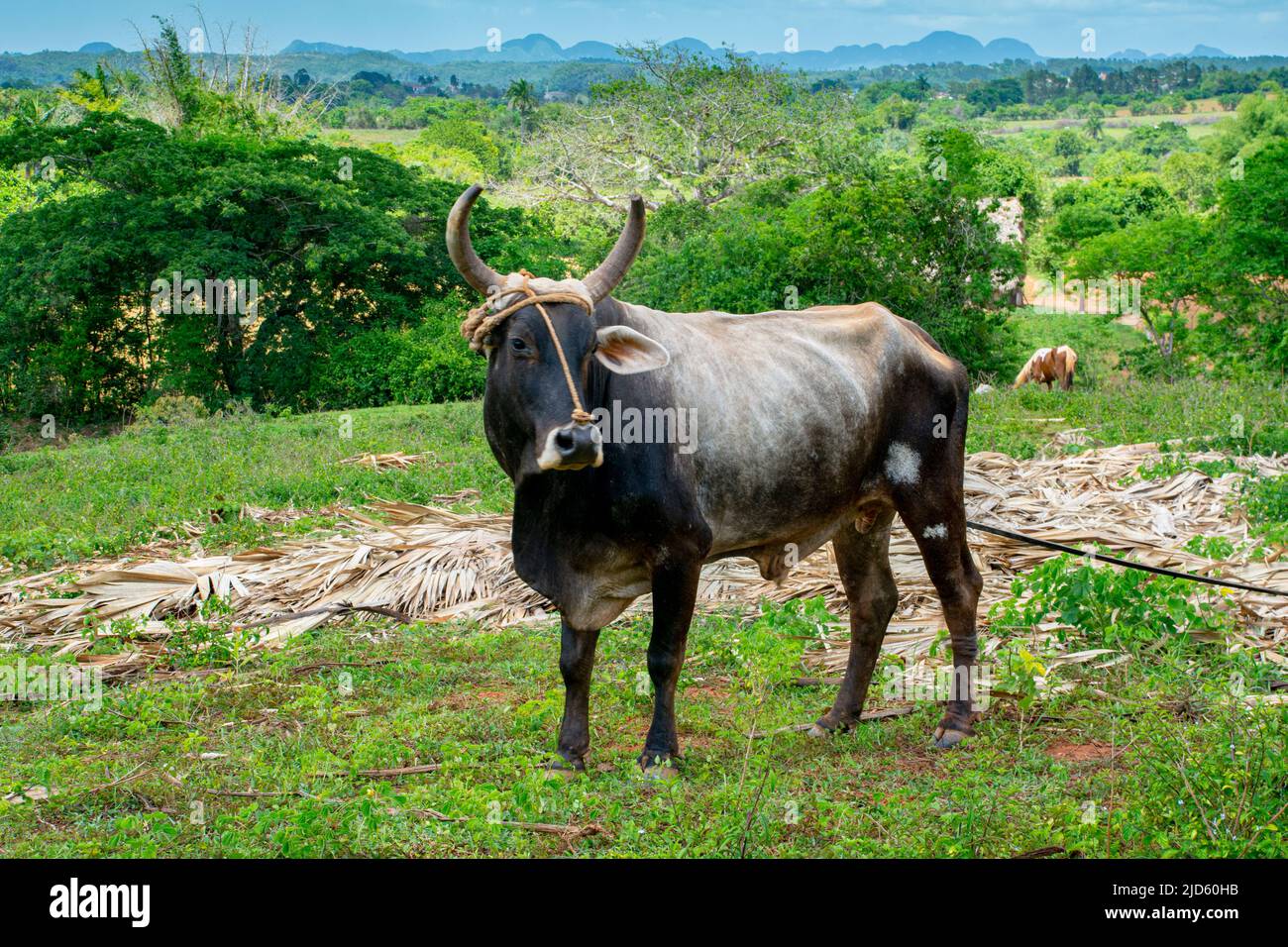 un toro Siboney de Cuba in una fattoria di tabacco a Viñales, Cuba Foto Stock