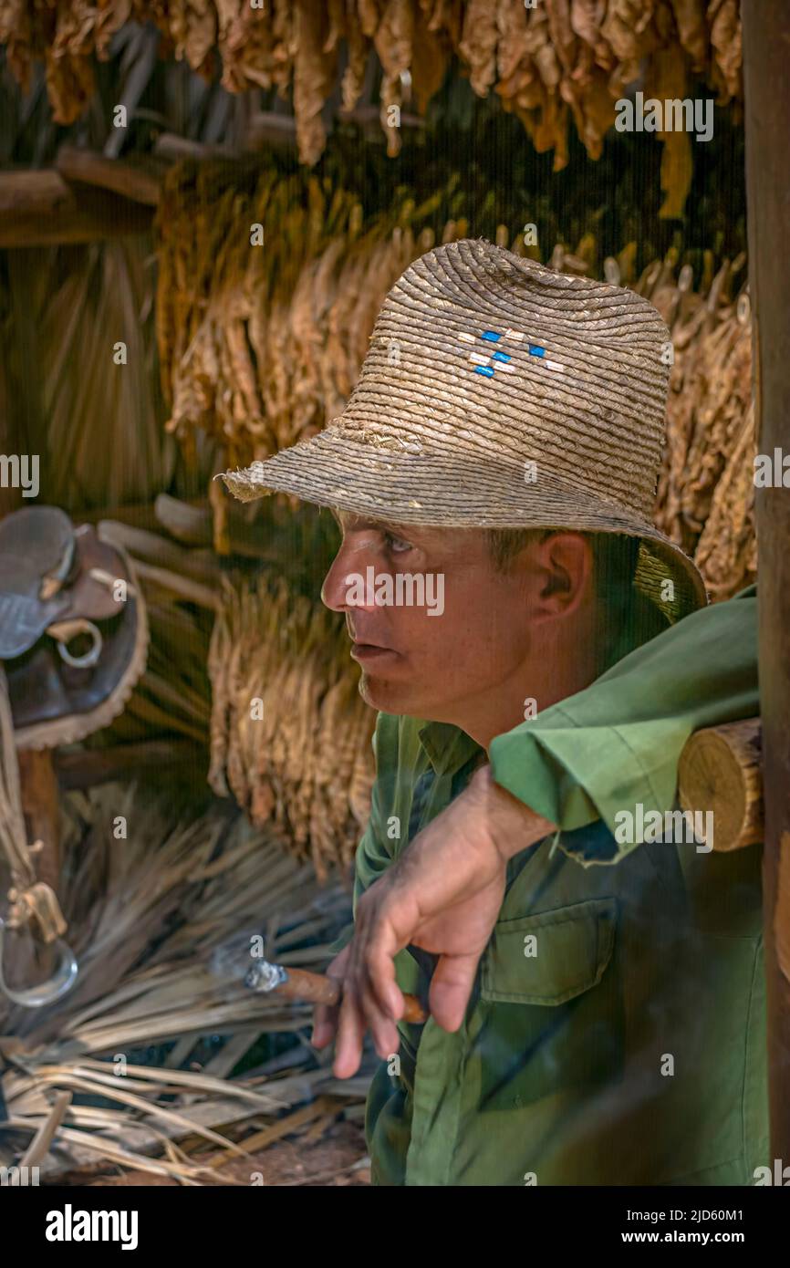 Un ritratto di un contadino del tabacco che fuma un sigaro all'interno del suo fienile di essiccazione del tabacco con il raccolto sullo sfondo Foto Stock