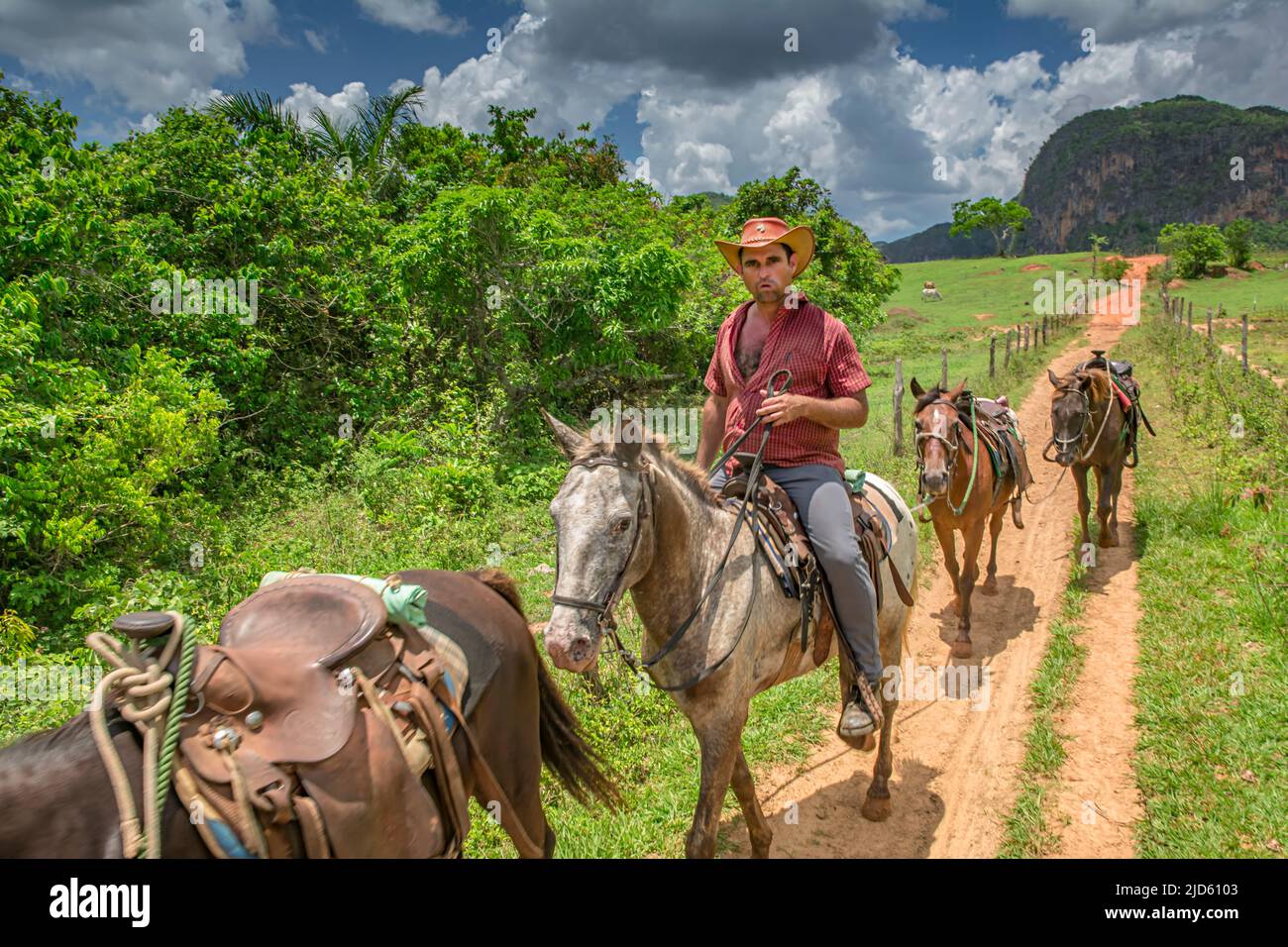 Contadino locale del tabacco con i suoi cavalli nei campi del tabacco intorno a Viñales, Cuba Foto Stock