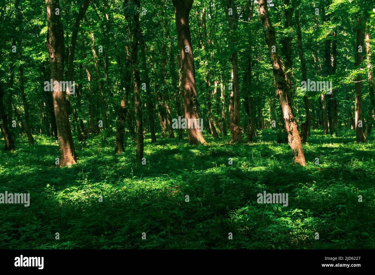 paesaggio naturale boscoso, foresta temperata a foglia larga Foto Stock
