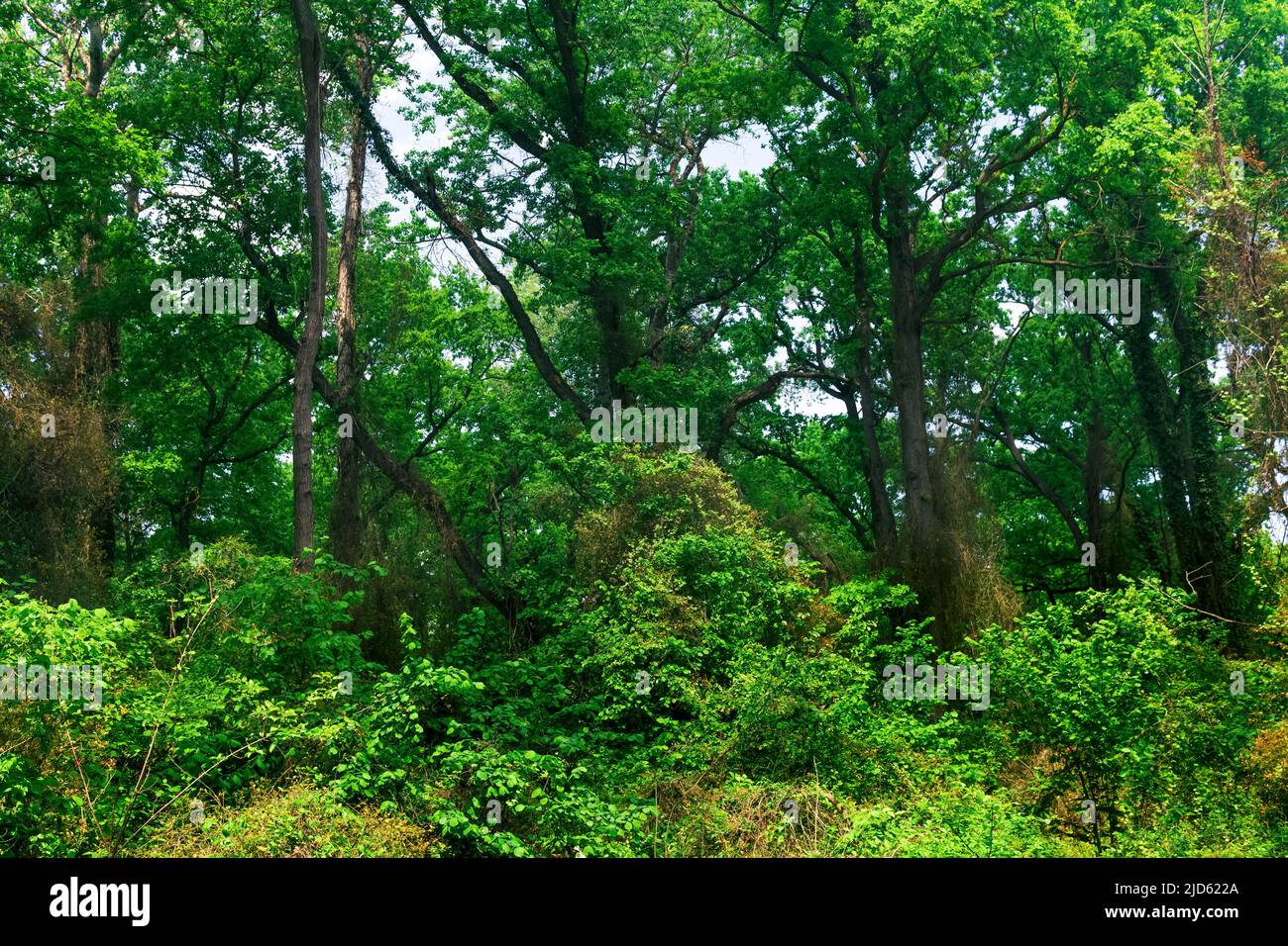 alberi intrecciati di liane e bindweeds in una foresta subtropicale a foglia larga Foto Stock