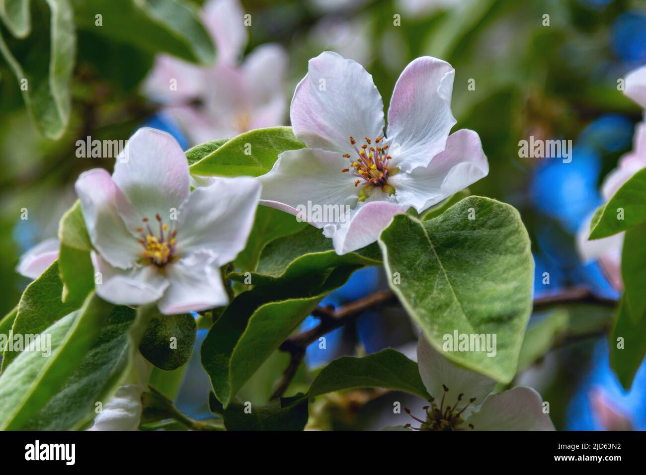 Bell'albero di mele cotogne in fiore – primo piano fiori rosa su un ramo di albero. Primavera natura Foto Stock