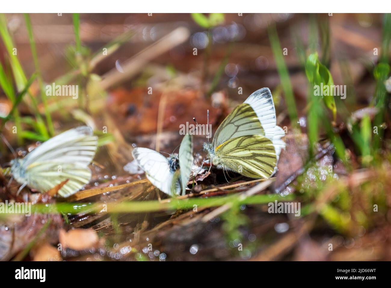 Primo piano di qualche farfalla bianca verde (Pieris napi) a terra. Concentratevi sulla farfalla destra. Foto Stock