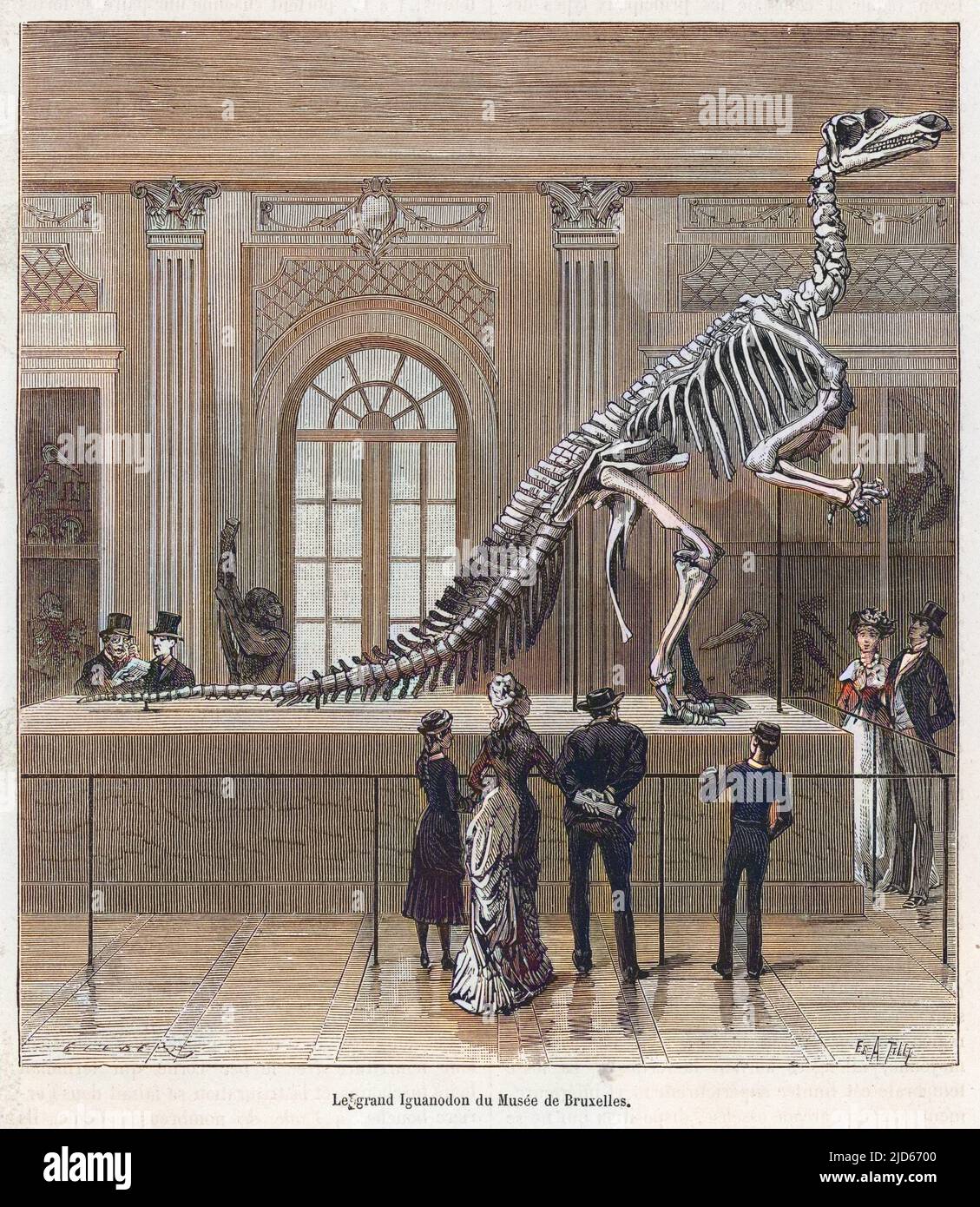 Scheletro DI IGUANODON da Benissart al Musee de l'Histoire Naturelle, Bruxelles versione colorizzata di : 10012149 Foto Stock