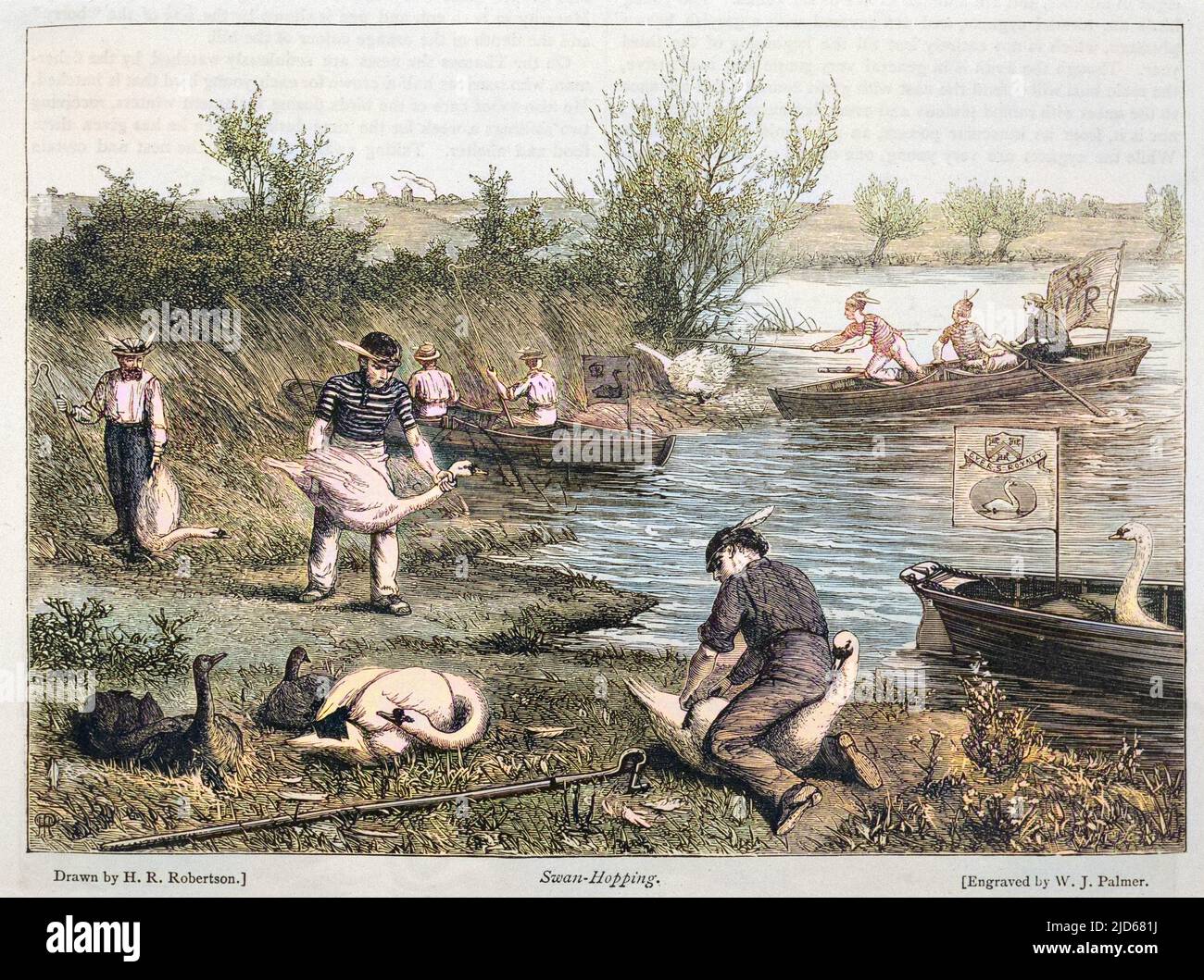 Swan-upping sul Tamigi (catturando cigni giovani per marcarli) versione colorizzata di : 10048056 Data: 1873 Foto Stock